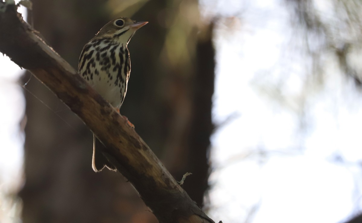 Ovenbird - ML623340016