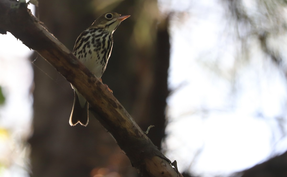 Ovenbird - ML623340026