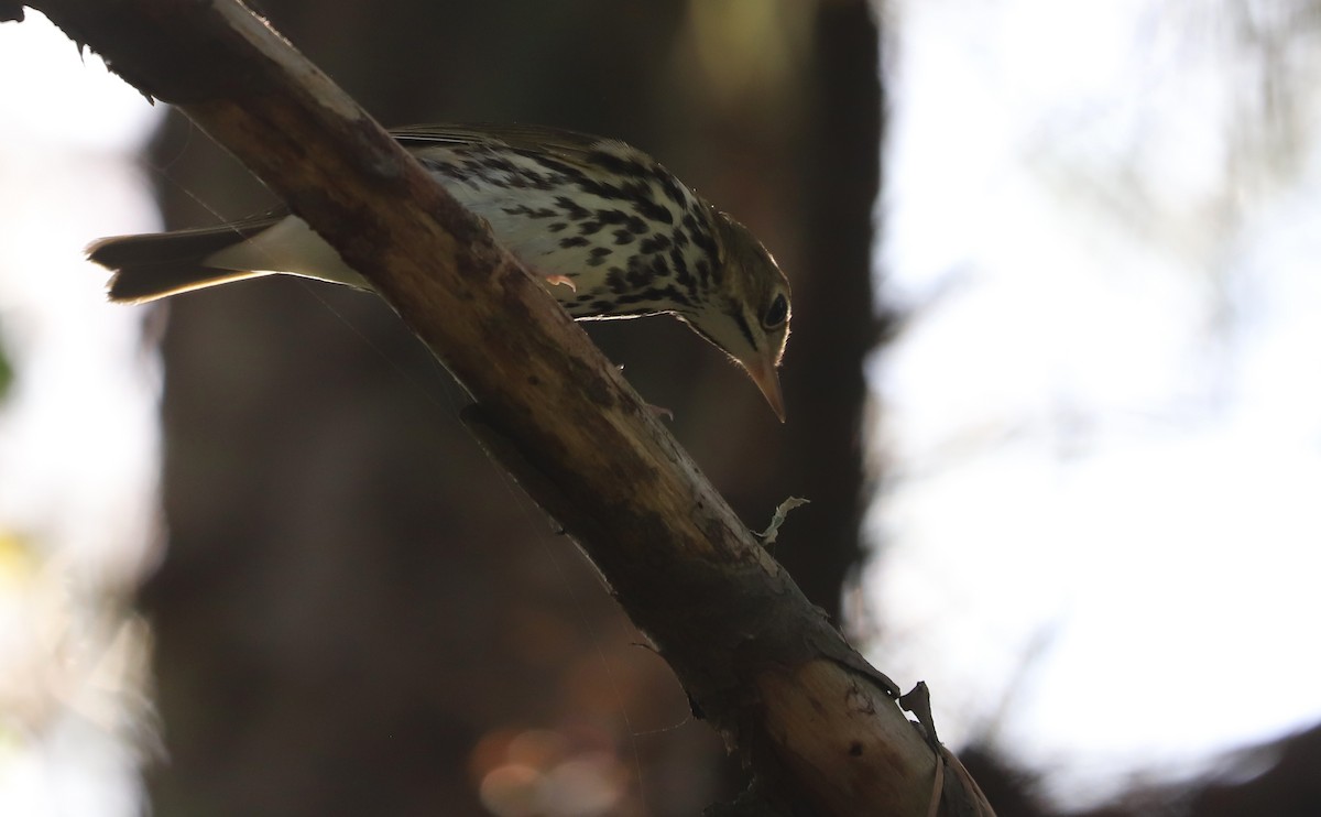 Ovenbird - ML623340035