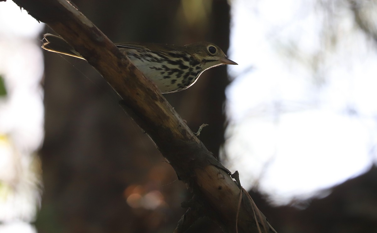 Ovenbird - ML623340045