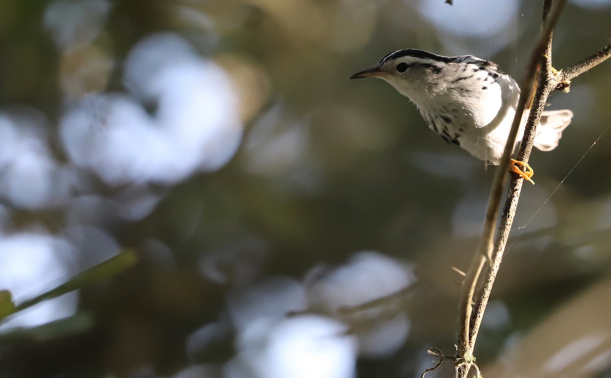 Black-and-white Warbler - ML623340049