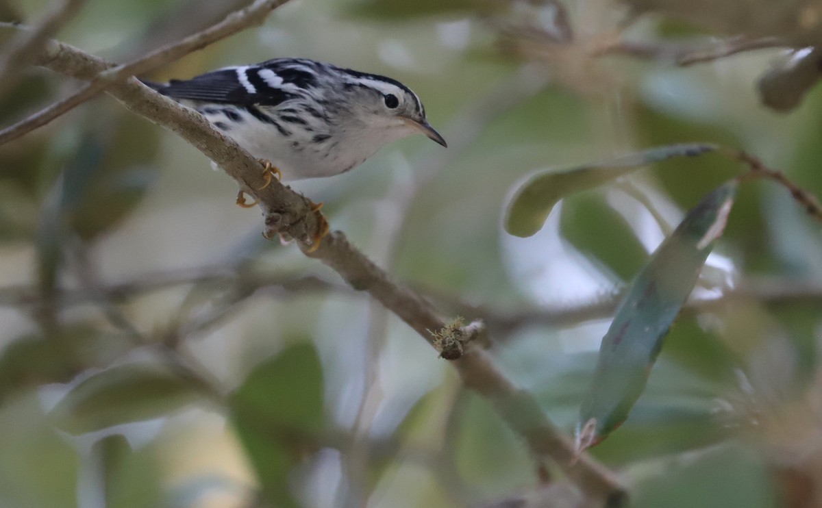 Black-and-white Warbler - ML623340055