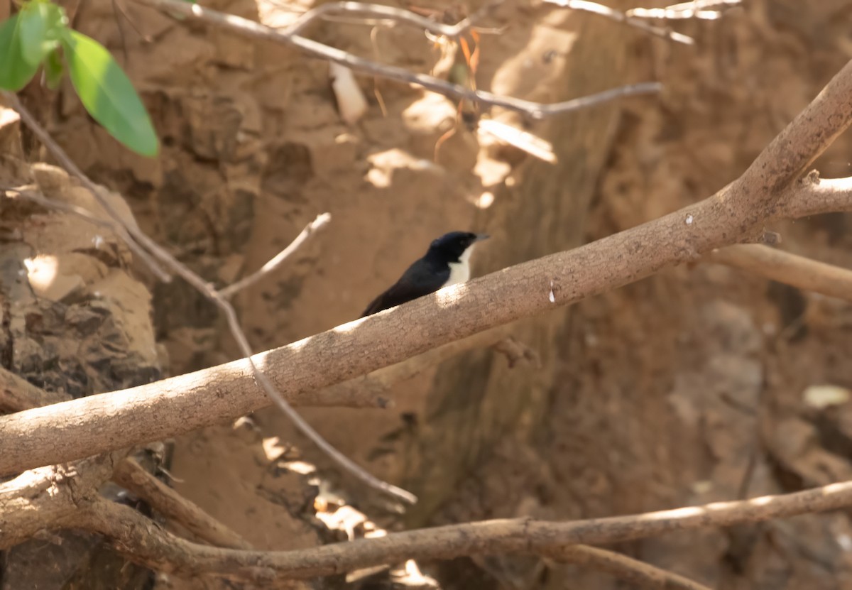 Paperbark Flycatcher - ML623340063