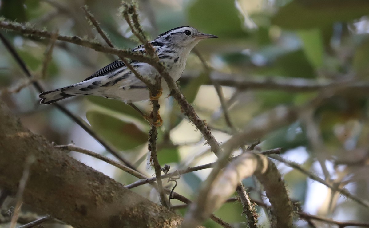 Black-and-white Warbler - Rob Bielawski