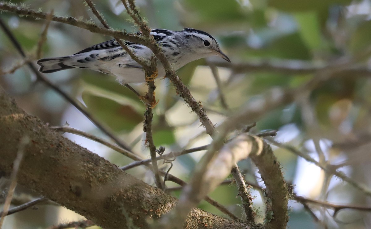 Black-and-white Warbler - ML623340070