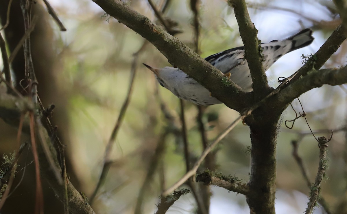 Black-and-white Warbler - ML623340090