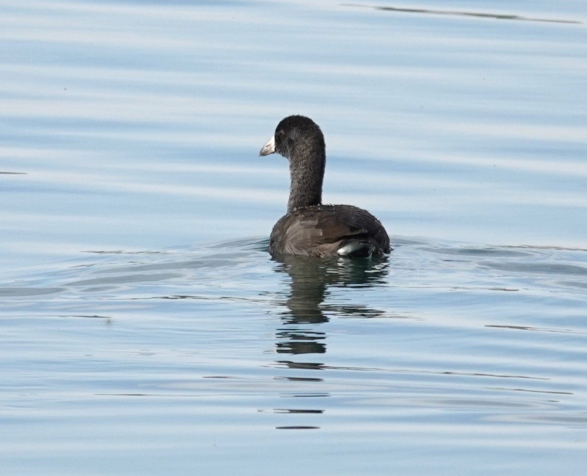 American Coot - ML623340094