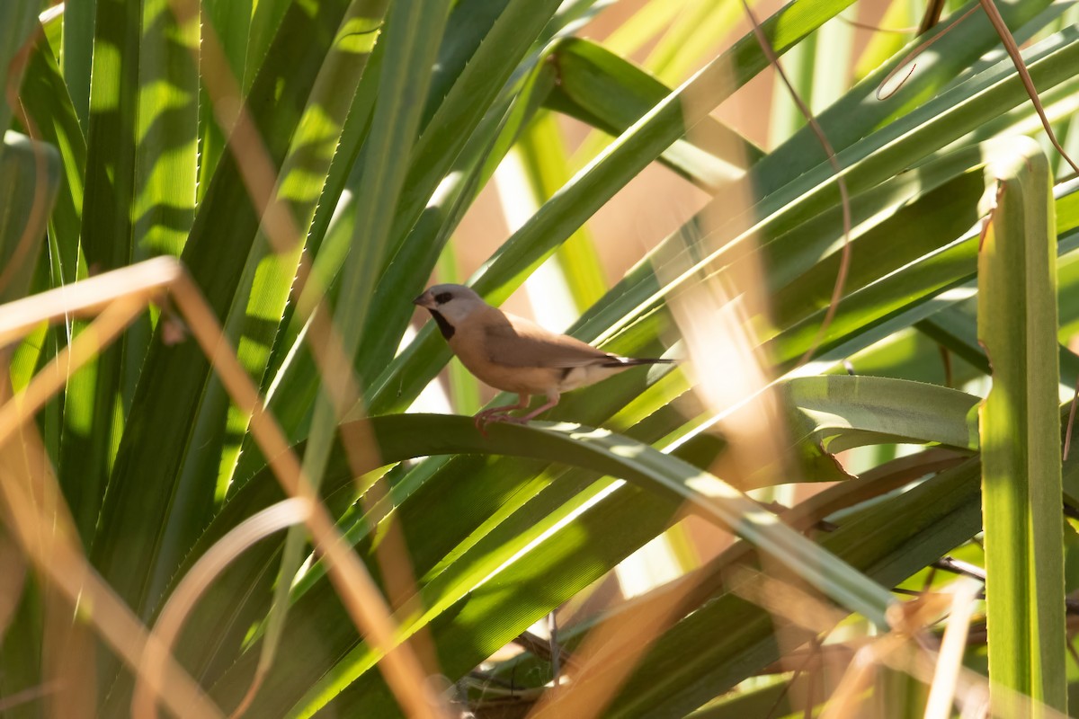 Long-tailed Finch - ML623340096