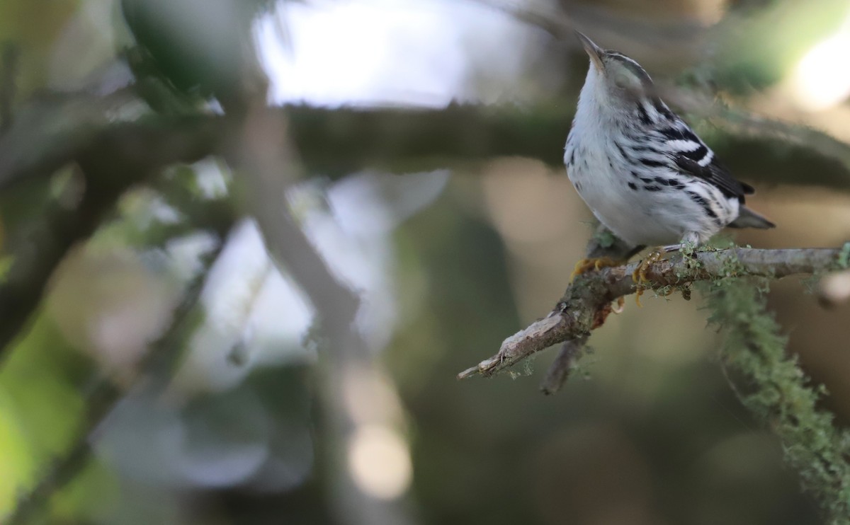 Black-and-white Warbler - ML623340102