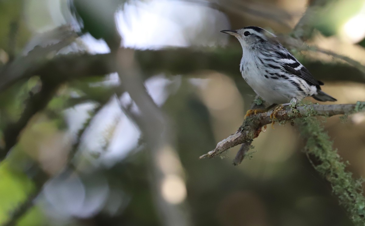 Black-and-white Warbler - ML623340110