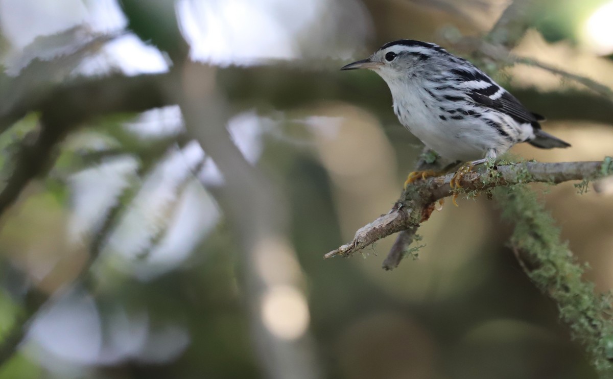 Black-and-white Warbler - ML623340120