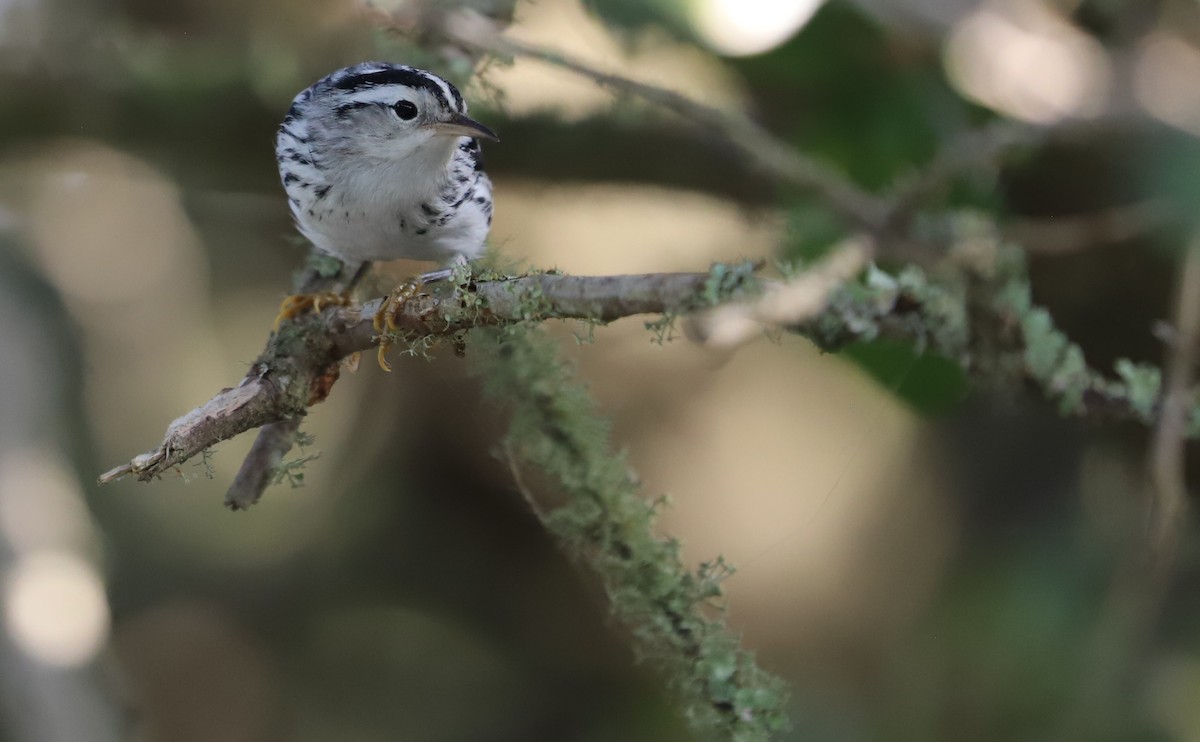 Black-and-white Warbler - ML623340128