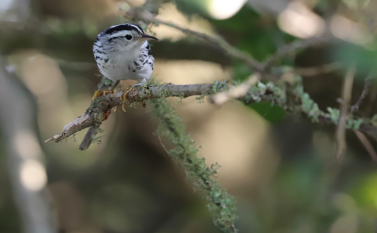 Black-and-white Warbler - Rob Bielawski