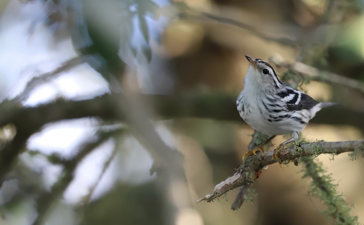 Black-and-white Warbler - ML623340145