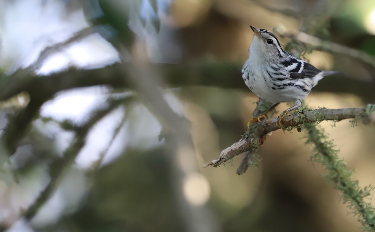 Black-and-white Warbler - ML623340148