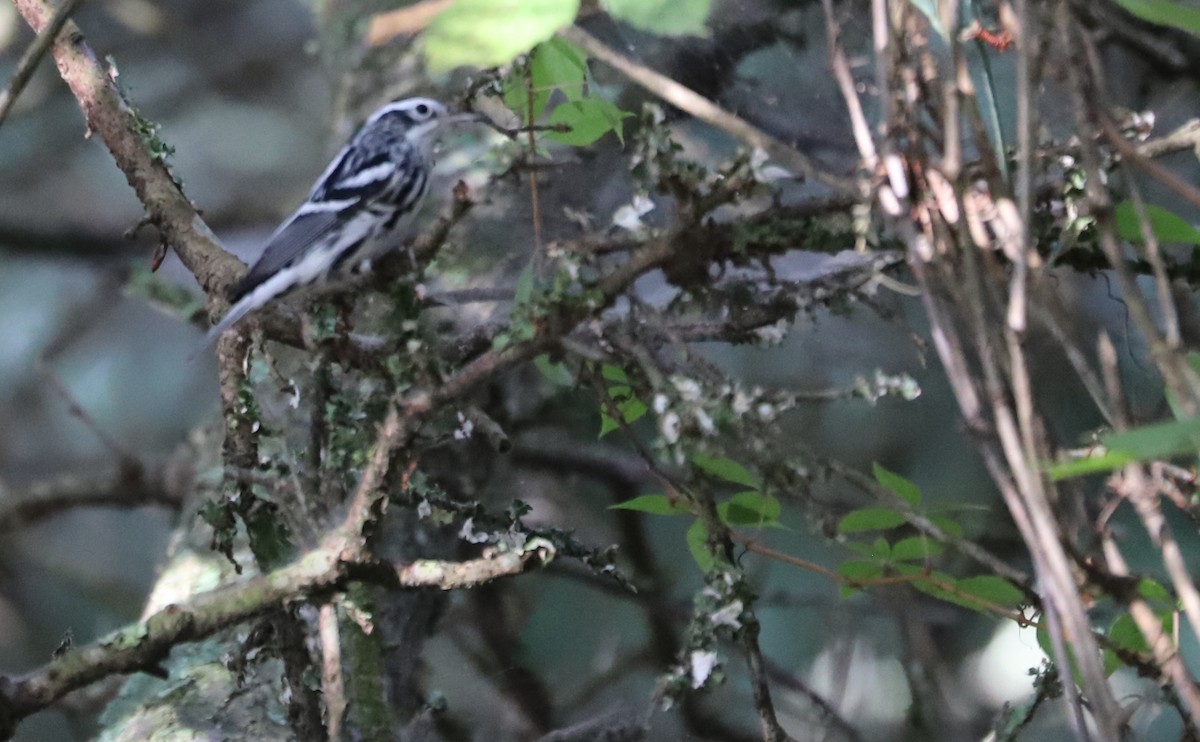 Black-and-white Warbler - ML623340156