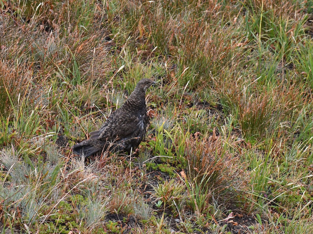 Gallo Fuliginoso - ML623340159