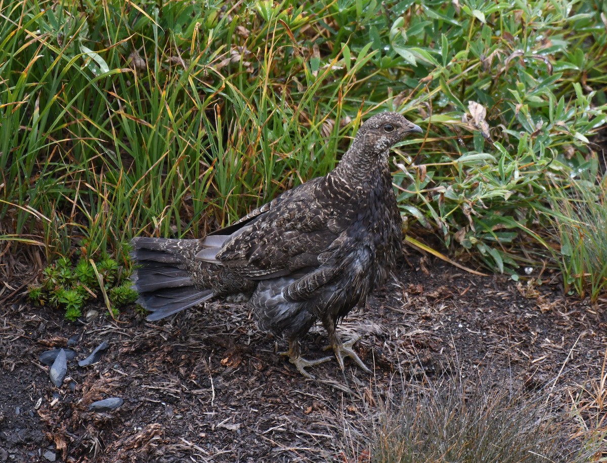 Gallo Fuliginoso - ML623340163