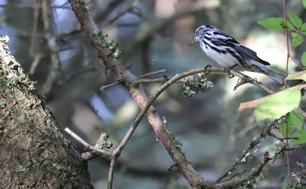 Black-and-white Warbler - Rob Bielawski