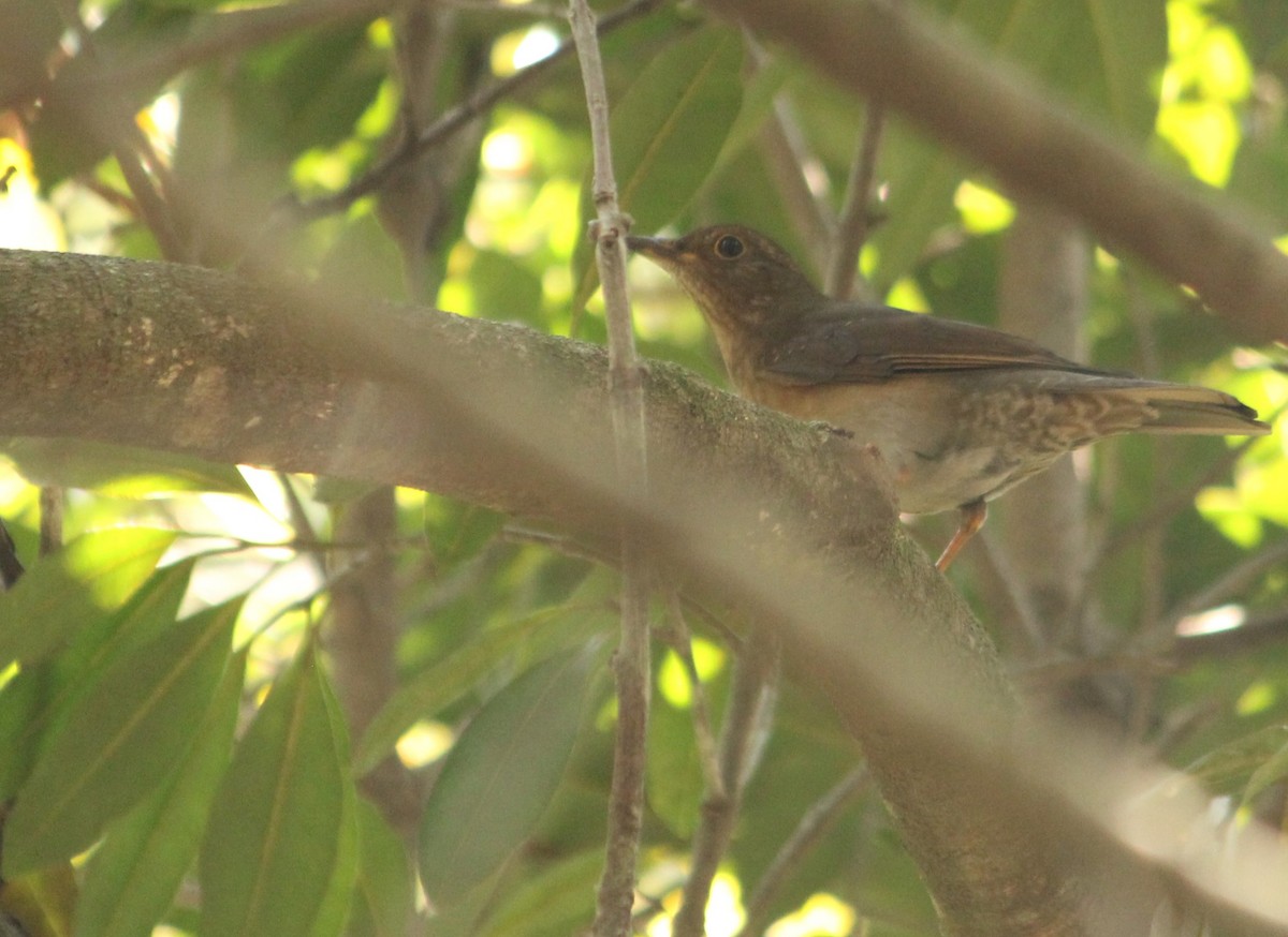 Yellow-legged Thrush - ML623340165