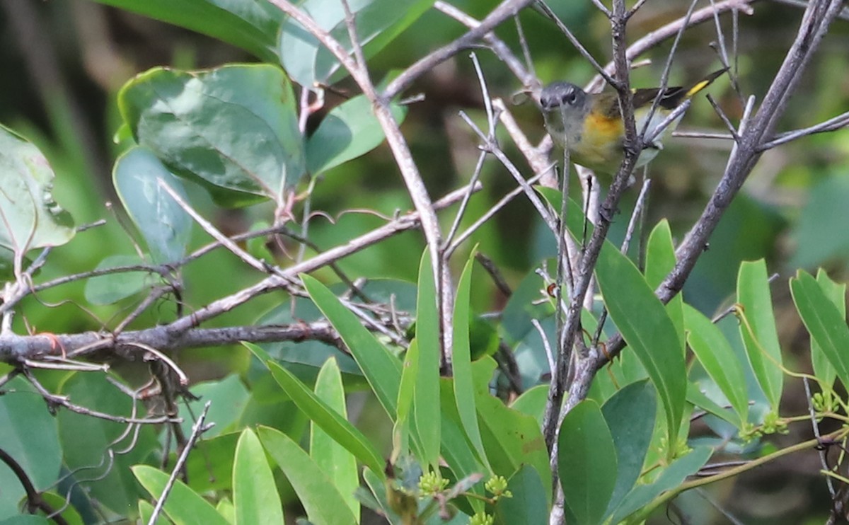 American Redstart - Rob Bielawski