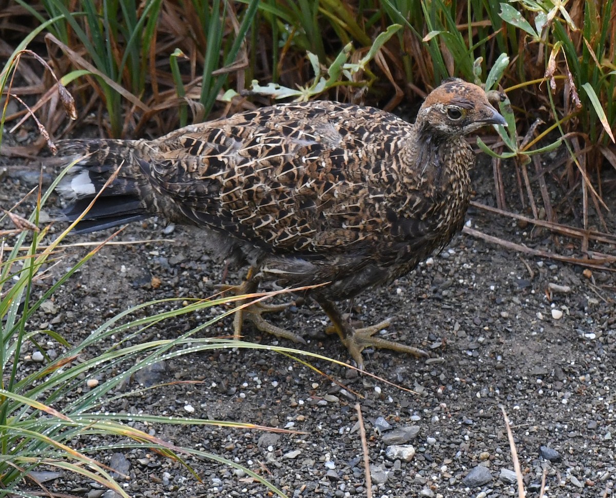 Gallo Fuliginoso - ML623340167