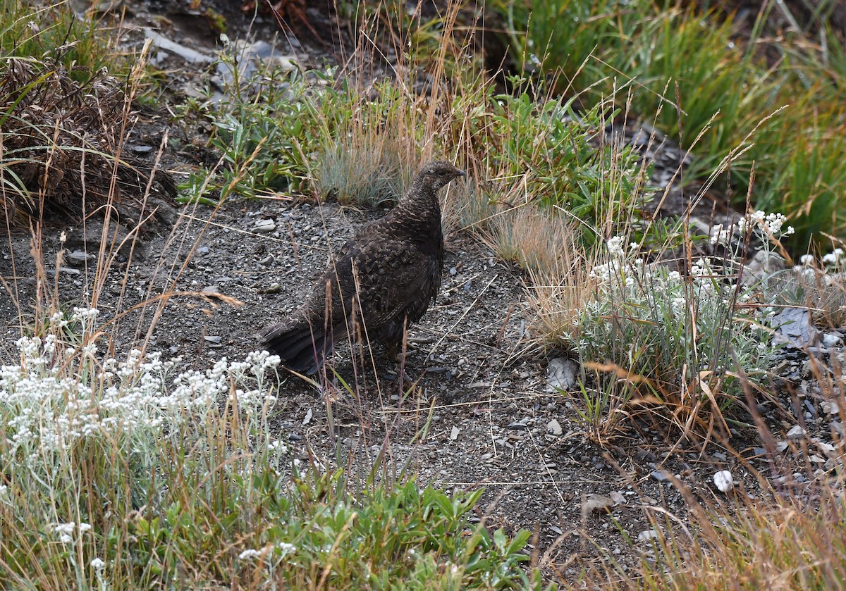 Gallo Fuliginoso - ML623340171