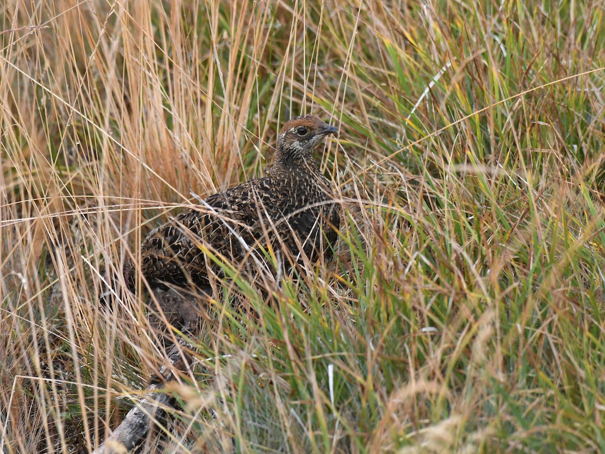 Sooty Grouse - Carl Ebeling