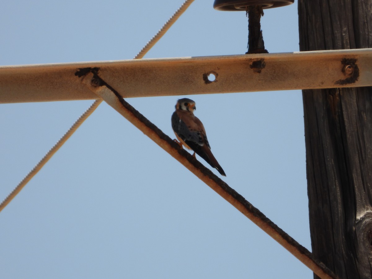 American Kestrel - ML623340248