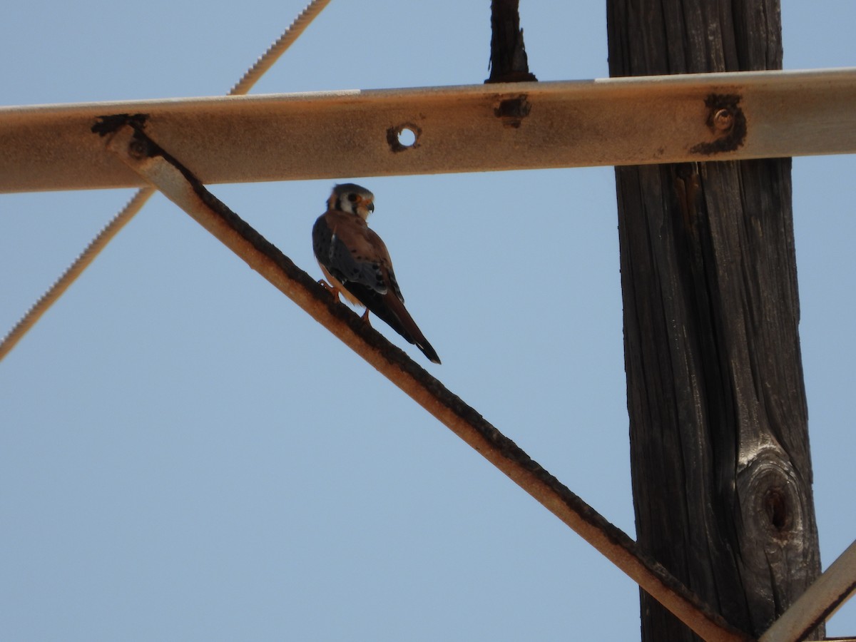 American Kestrel - ML623340249