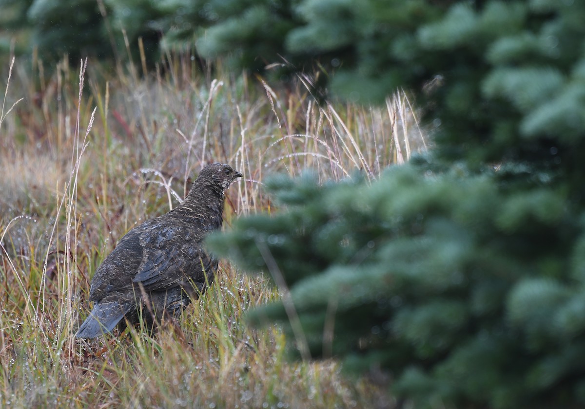 Gallo Fuliginoso - ML623340257