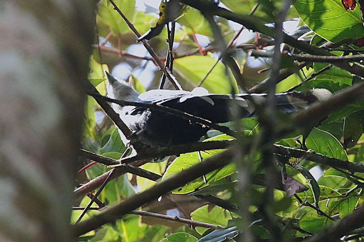 Green-billed Malkoha - ML623340277