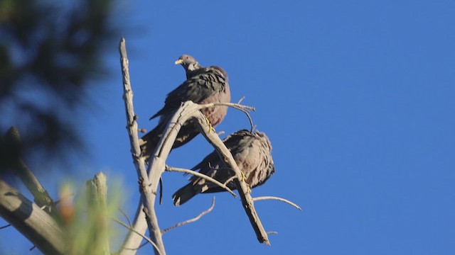 Band-tailed Pigeon - ML623340281