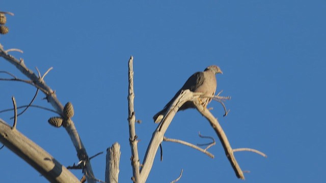 Band-tailed Pigeon - ML623340282