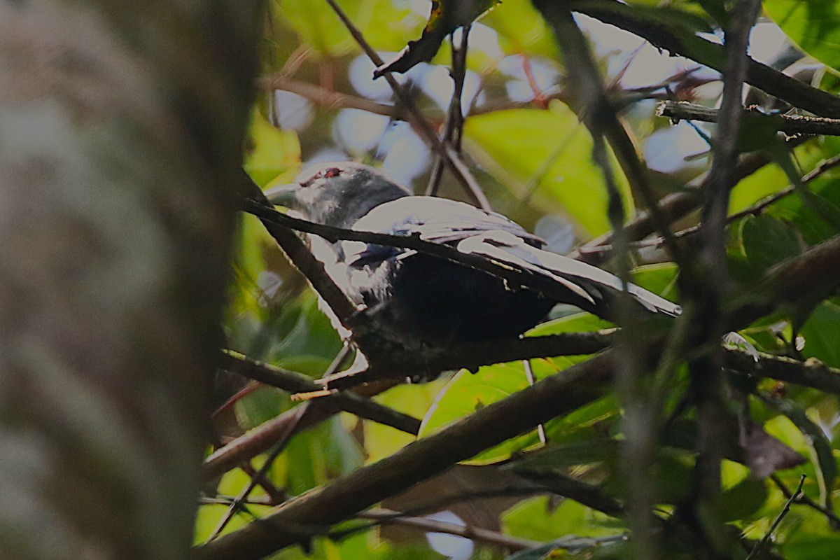 Green-billed Malkoha - Clyde Blum