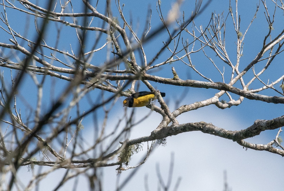 White-vented Euphonia - ML623340313