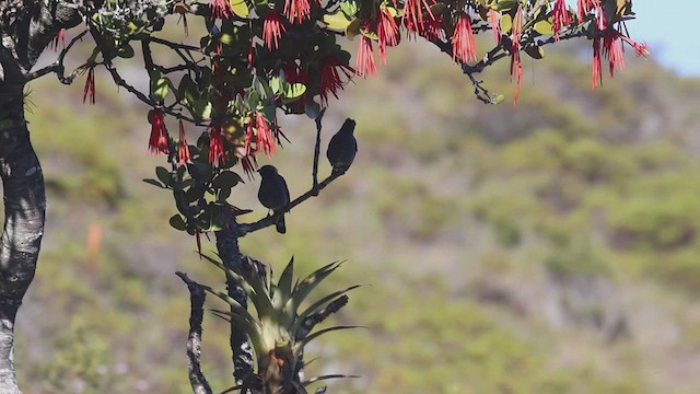 Red-crested Cotinga - ML623340314