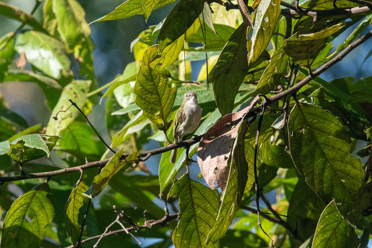 Mistletoe Tyrannulet - ML623340324