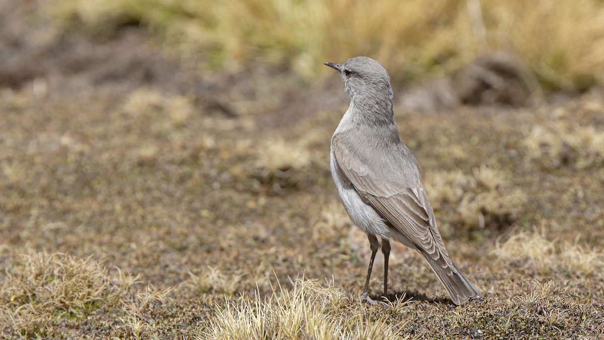 Cinereous Ground-Tyrant - ML623340327