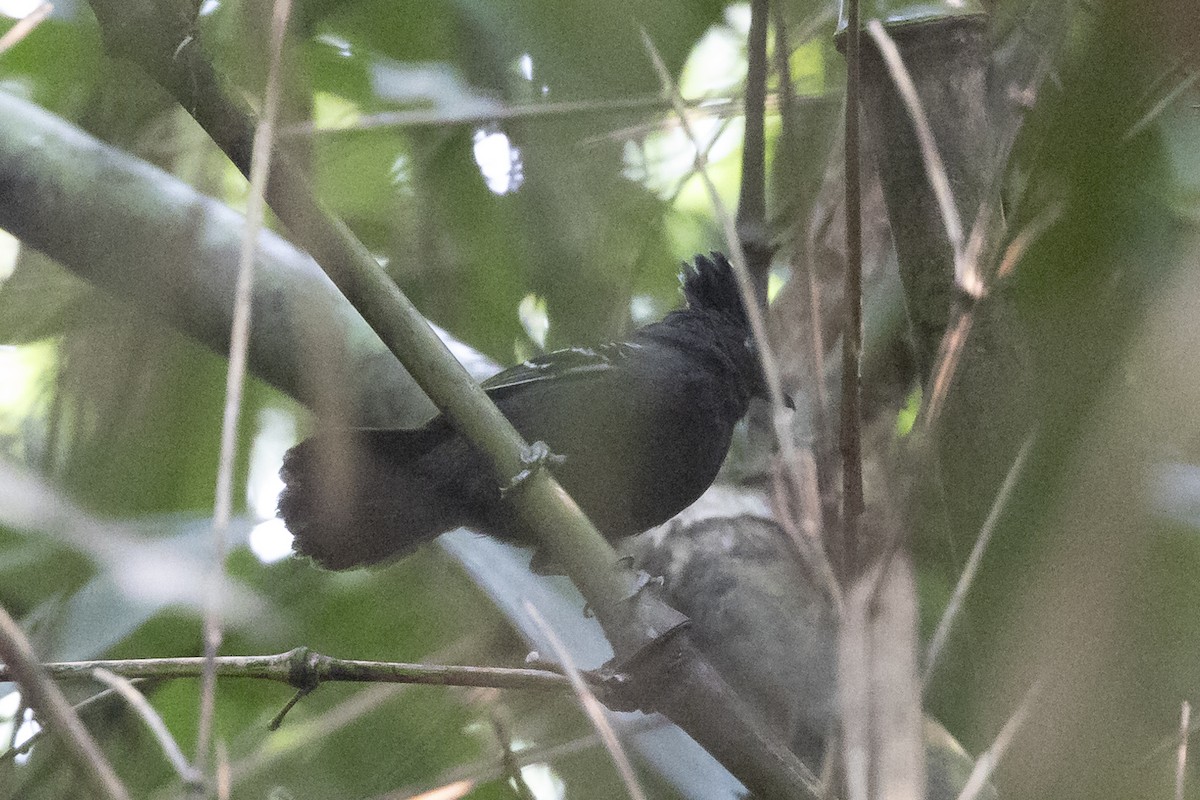 White-lined Antbird - ML623340341