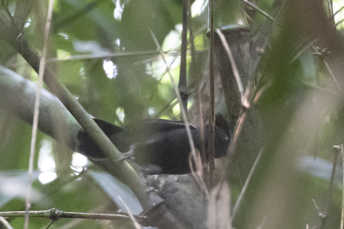 White-lined Antbird - ML623340342