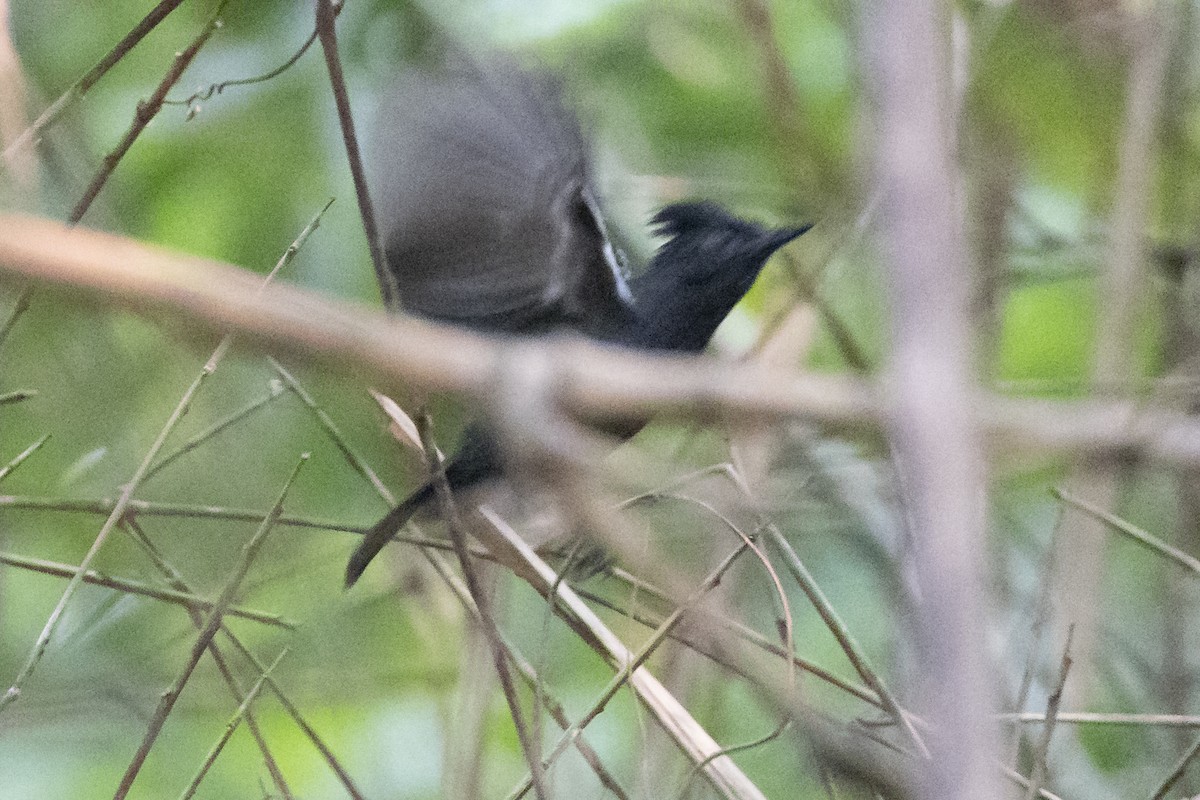 White-lined Antbird - ML623340343