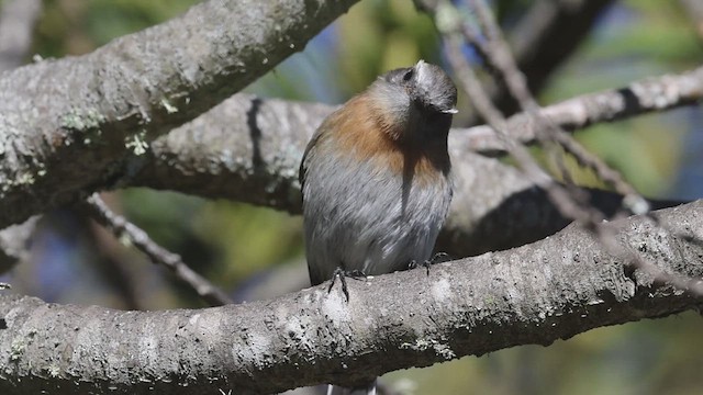 Rufous-breasted Chat-Tyrant - ML623340346