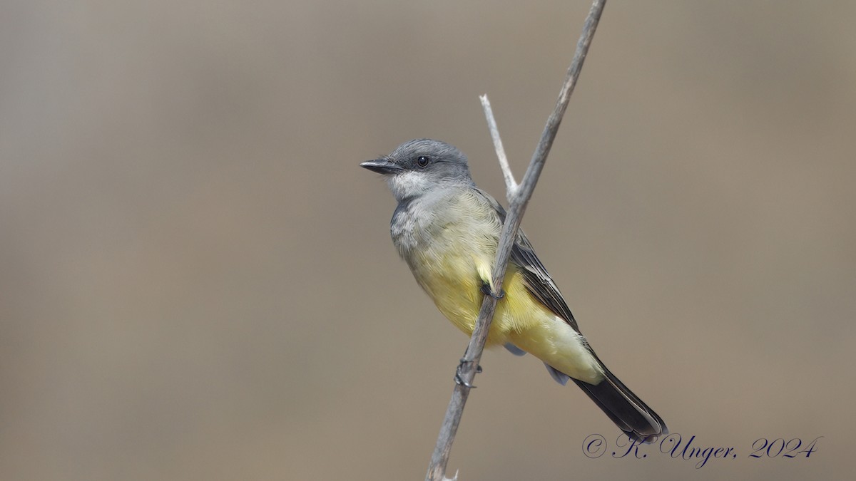 Cassin's Kingbird - Kenneth Unger