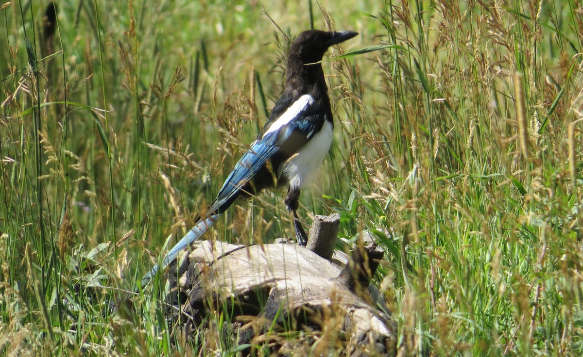 Black-billed Magpie - ML623340384