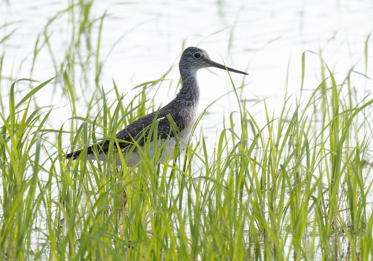 Greater Yellowlegs - ML623340387