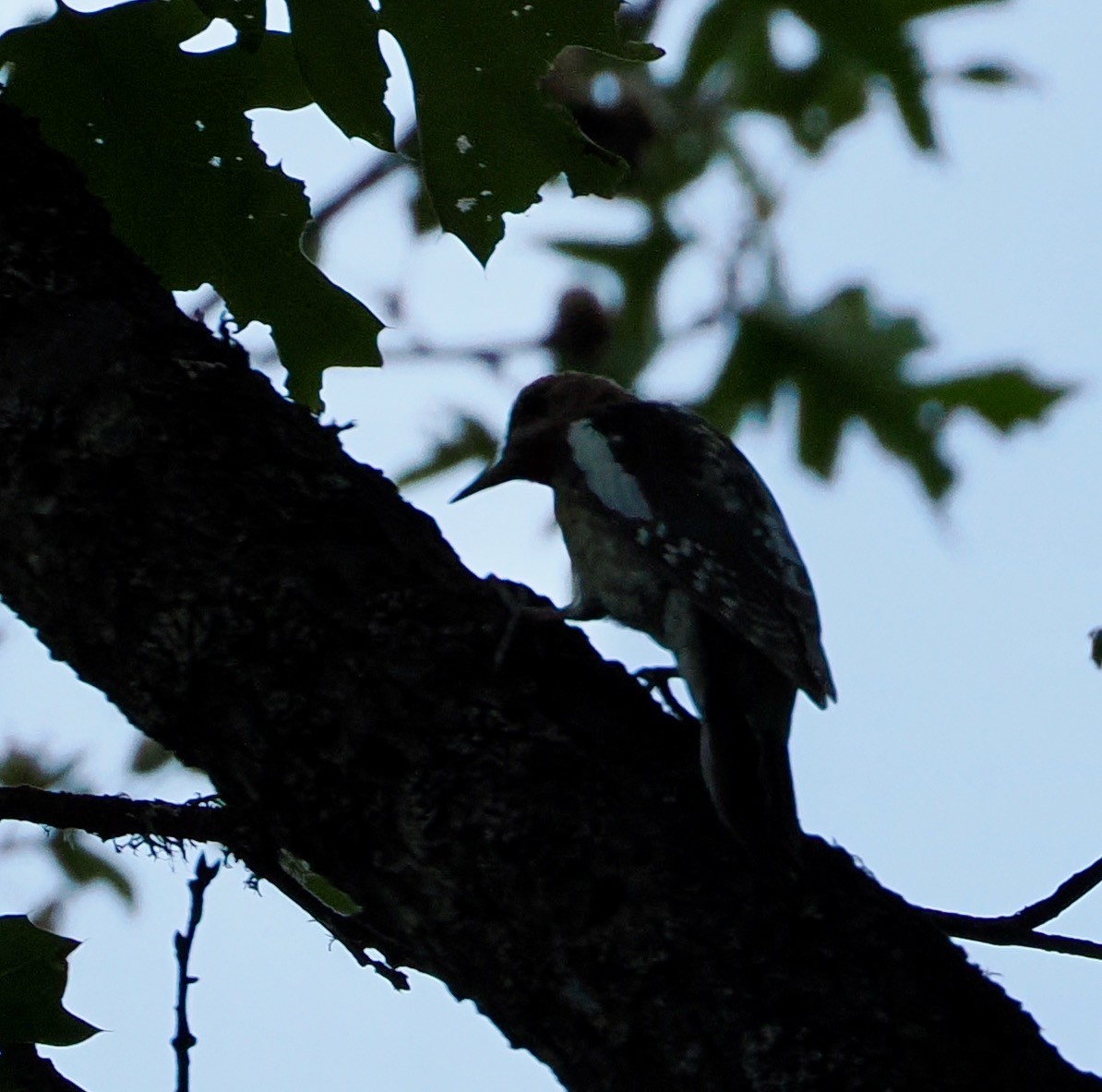 Red-breasted Sapsucker - ML623340397