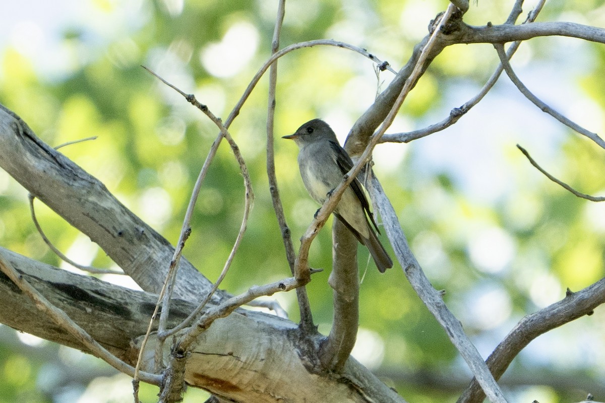 Western Wood-Pewee - ML623340398