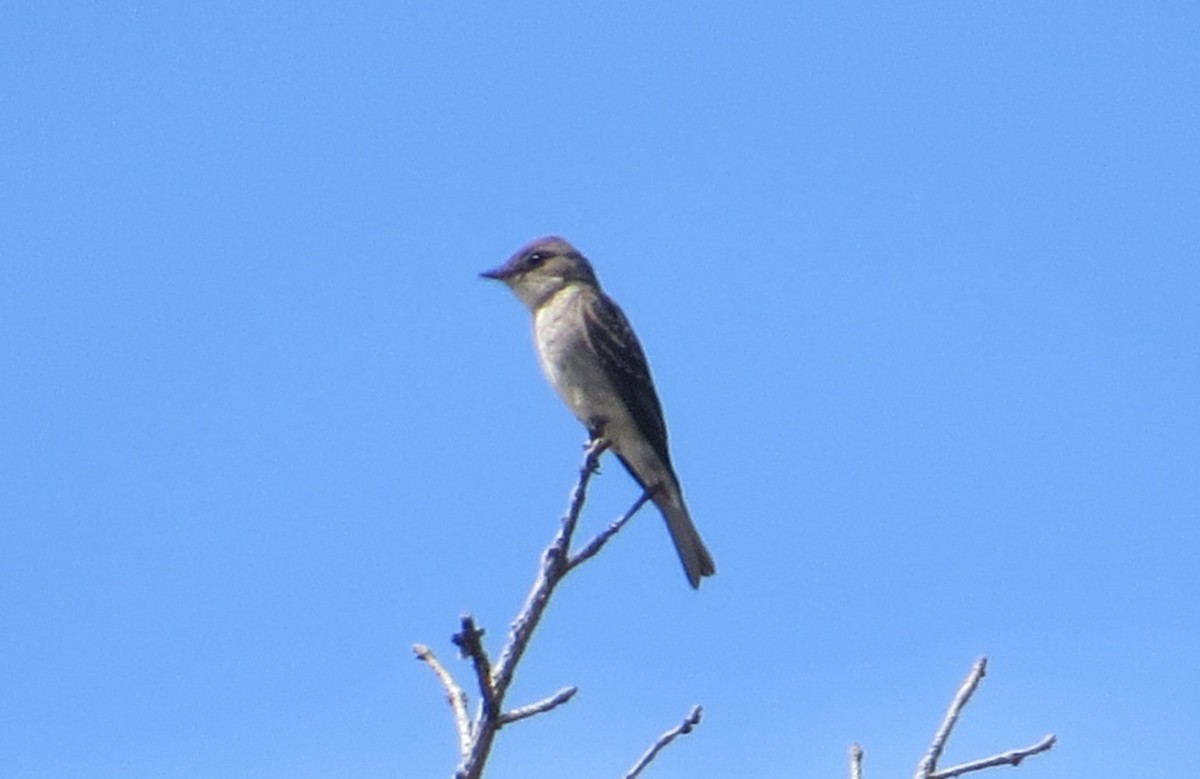 Western Wood-Pewee - ML623340399