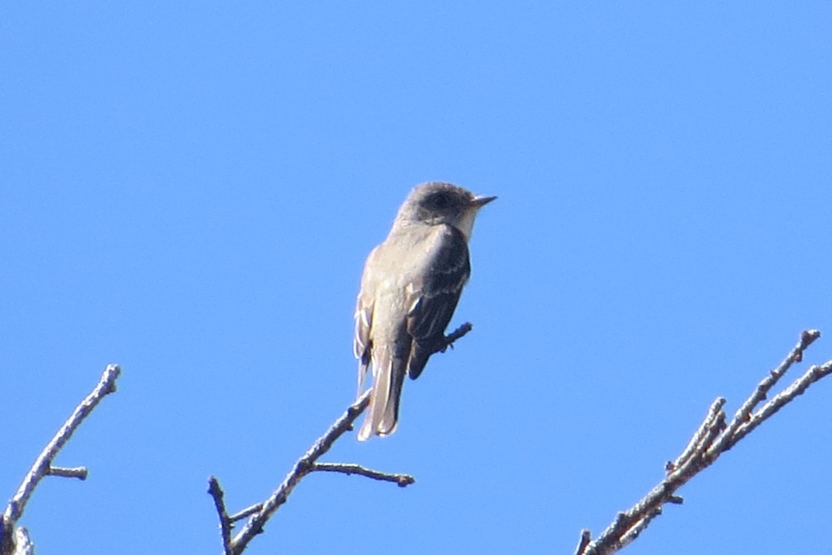 Western Wood-Pewee - ML623340400